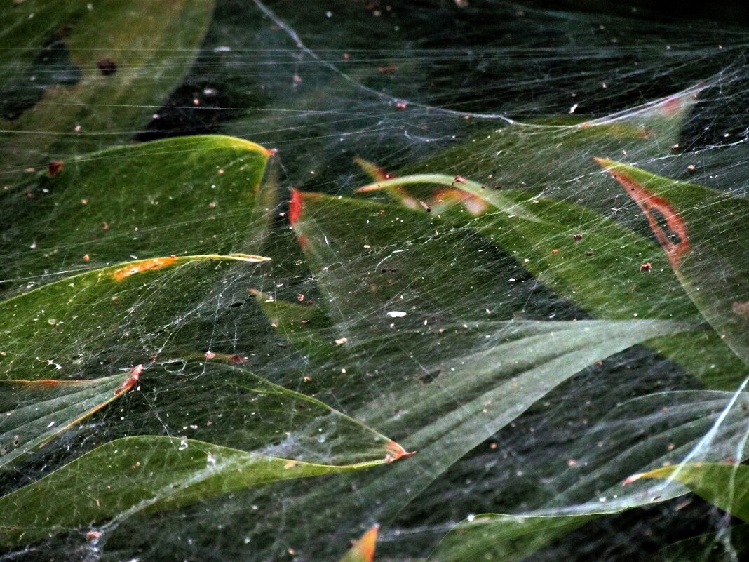 Паучьи сети - Роман Савоцкий