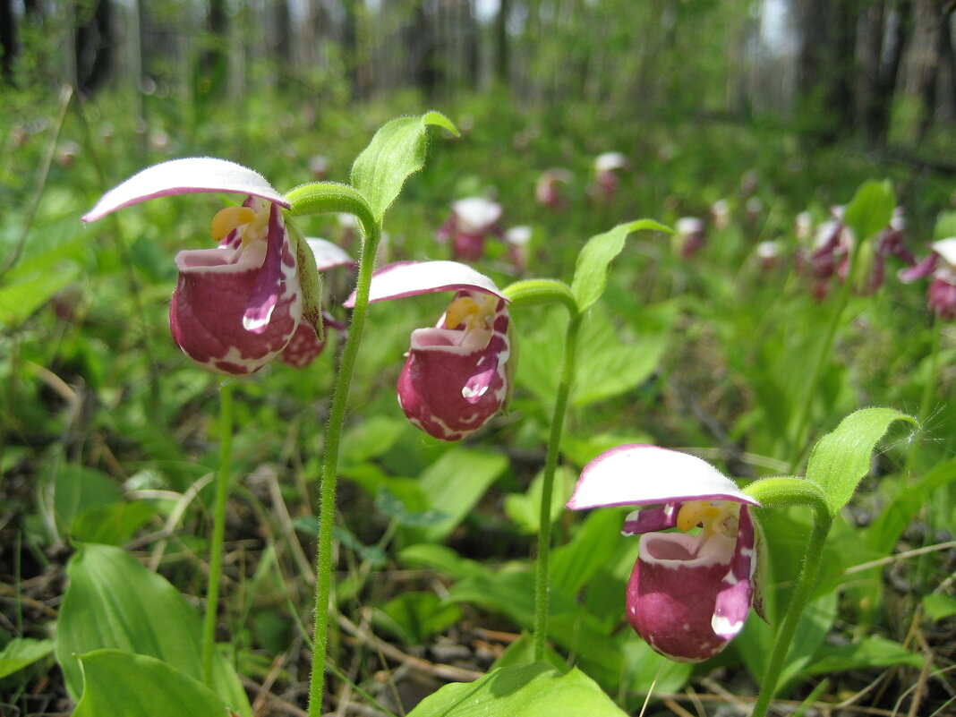 Трое из ларца - Anna Ivanova Трое из ларца - Anna Ivanova