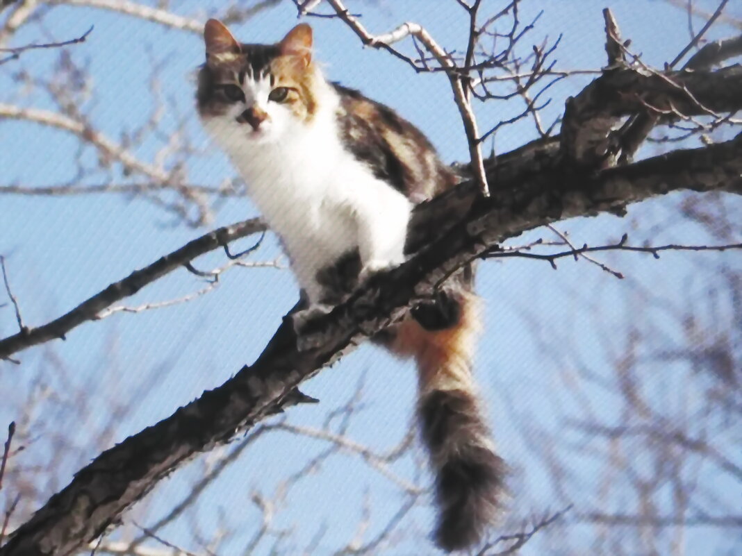 Верхолаз - Людмила Смородинская Верхолаз - Людмила Смородинская