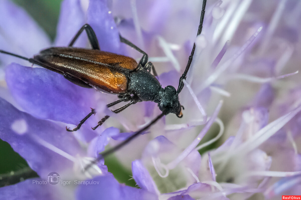 Усач в мире грёз - Игорь Сарапулов Усач в мире грёз - Игорь Сарапулов