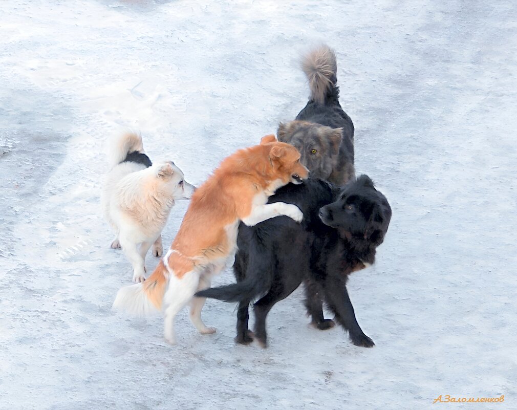 "В очередь, сукины сыны, в очередь!"   :-) - Андрей Заломленков