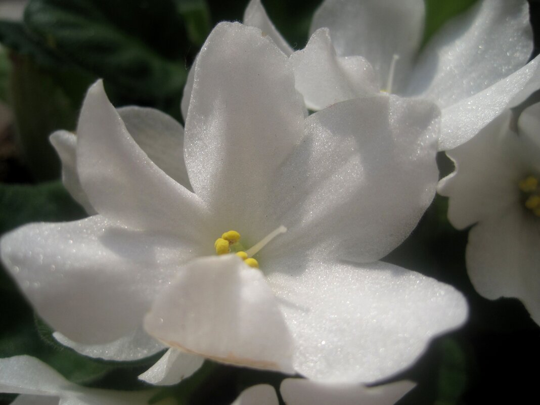 Фталка - Елена Семигина