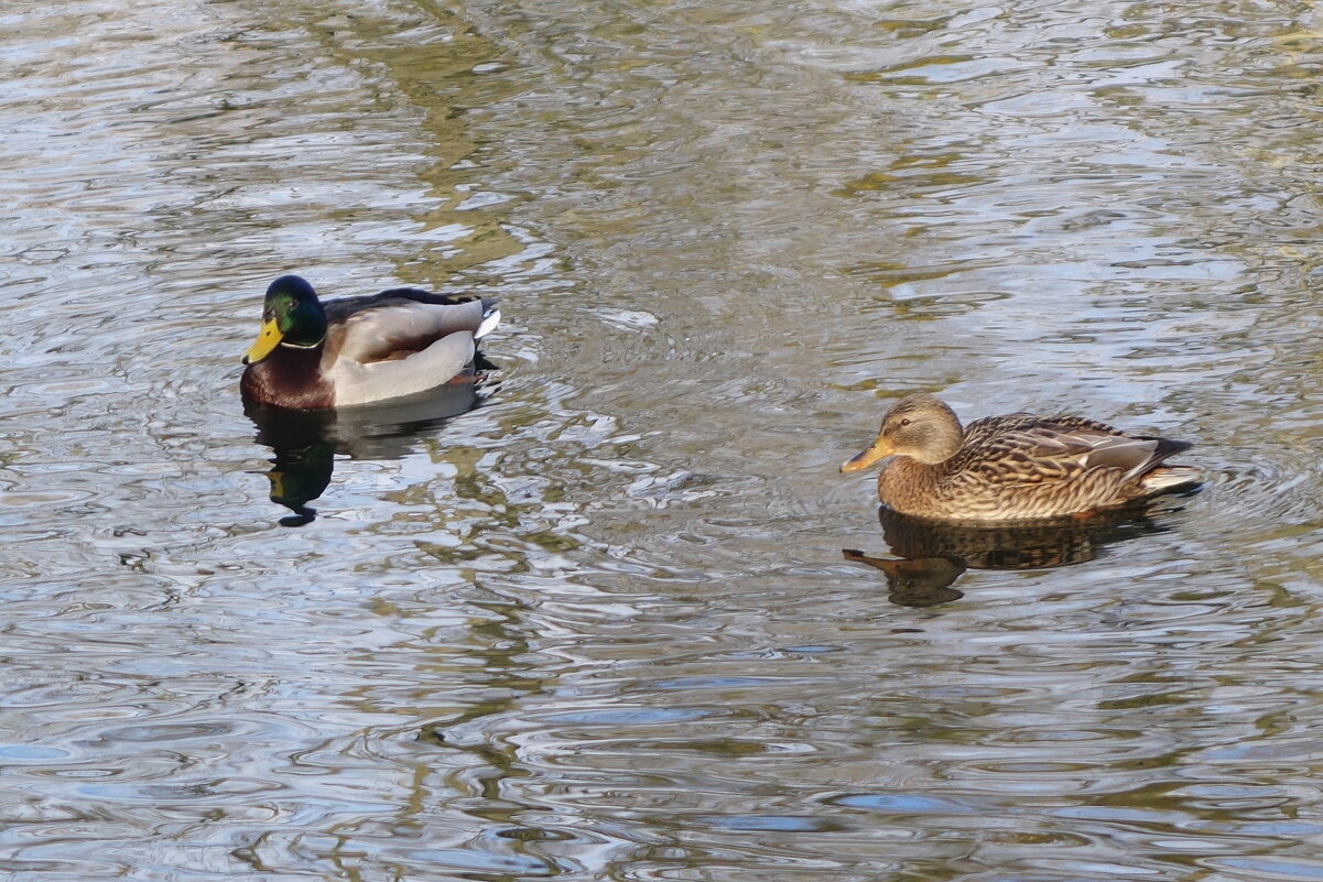 Утиная парочка - Рита Симонова