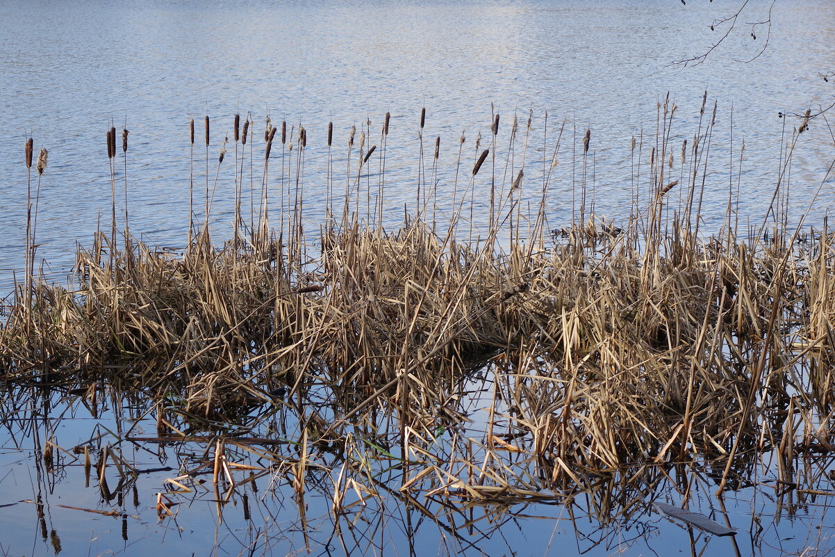 Камыш - Рита Симонова