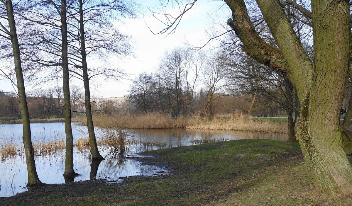 Январский пейзаж - Рита Симонова