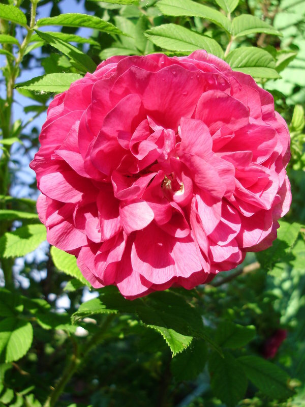 Дачная розочка - Светлана Z.