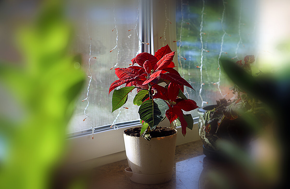 Зарисовка с цветком на подоконнике - Владимир Кроливец Зарисовка с цветком на подоконнике - Владимир Кроливец