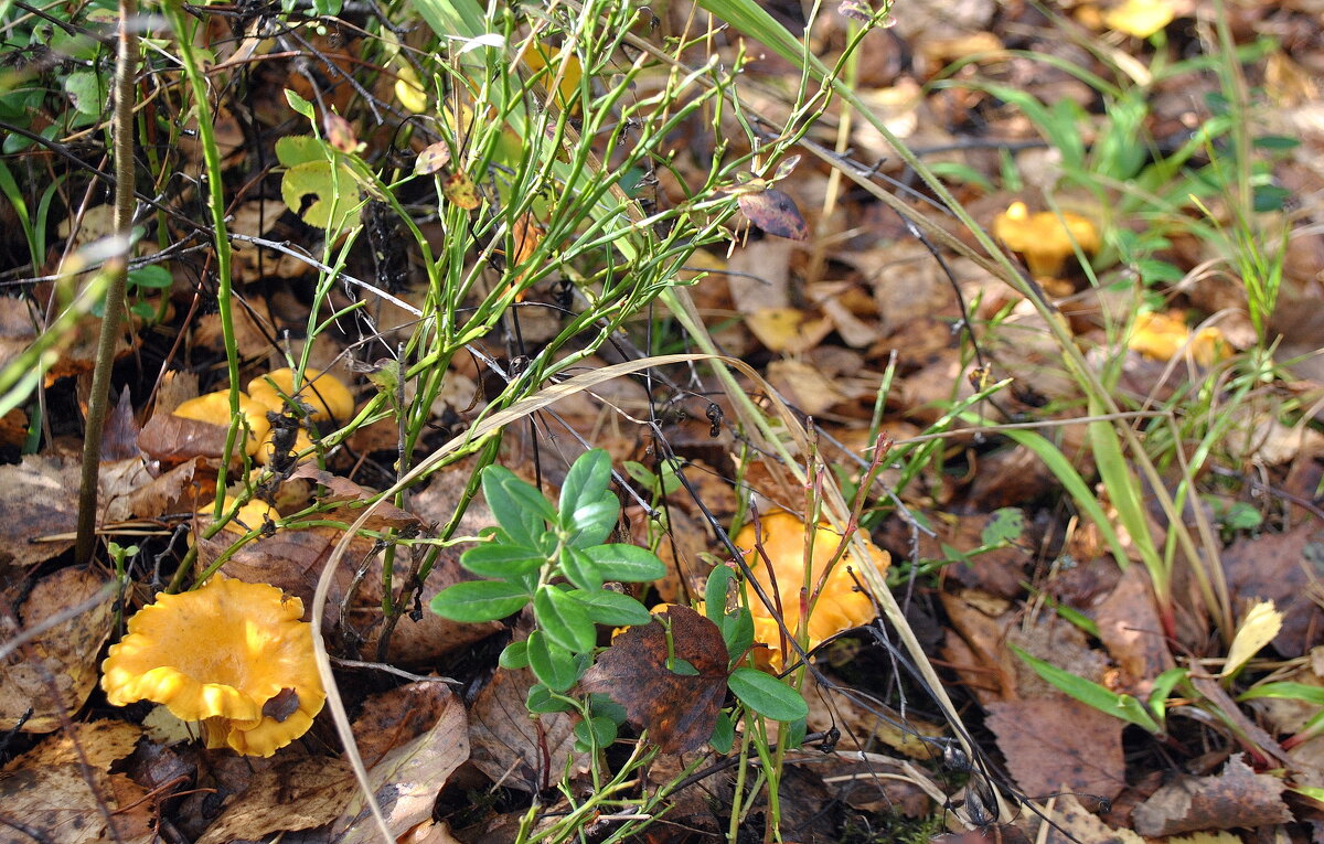 "На солнечной поляночке.." - AleksSPb Лесниченко "На солнечной поляночке.." - AleksSPb Лесниченко