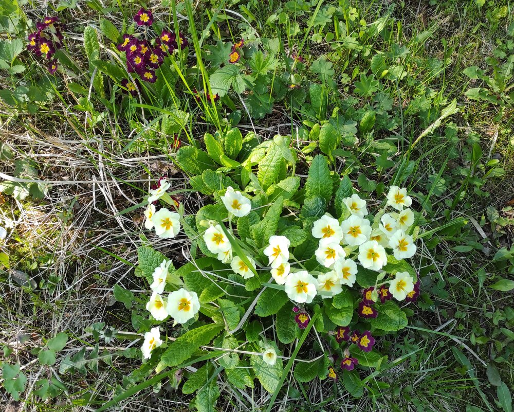 Примулы - Игорь Ч. Примулы - Игорь Ч.