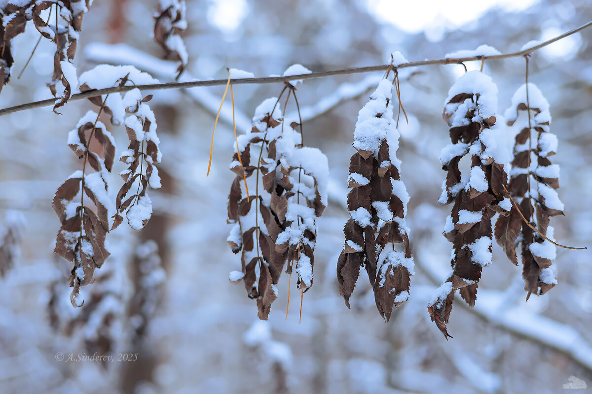 Осенние листья в снегу - Александр Синдерёв