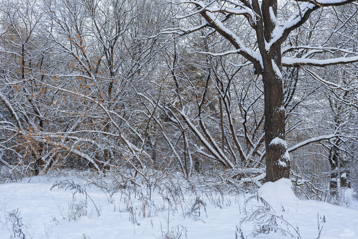 Ветки в снегу - Александр Синдерёв