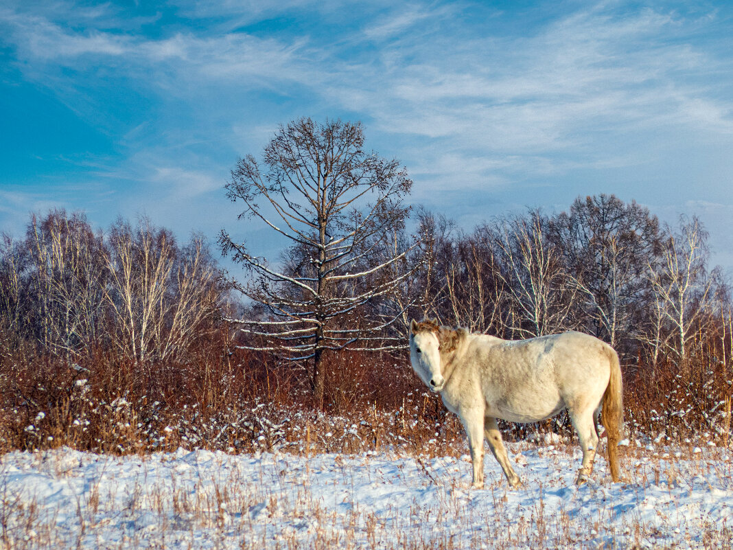 Снежка.. - Алексей Мезенцев