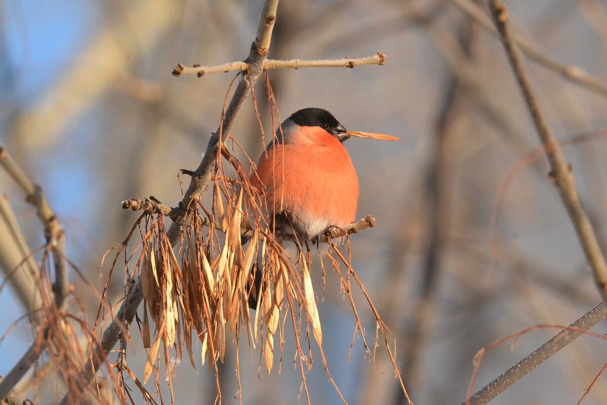 Кавалер - Солоненко Лидия Кавалер - Солоненко Лидия