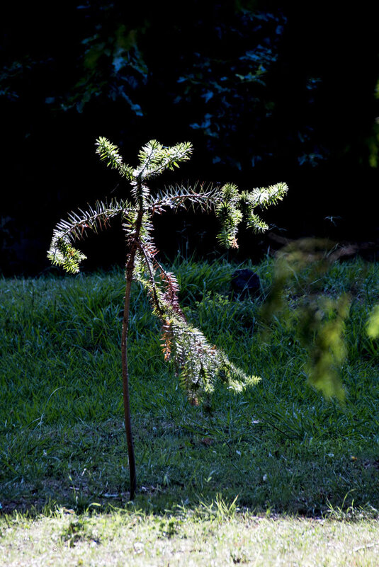 Балерина - Виктор Х. Балерина - Виктор Х.