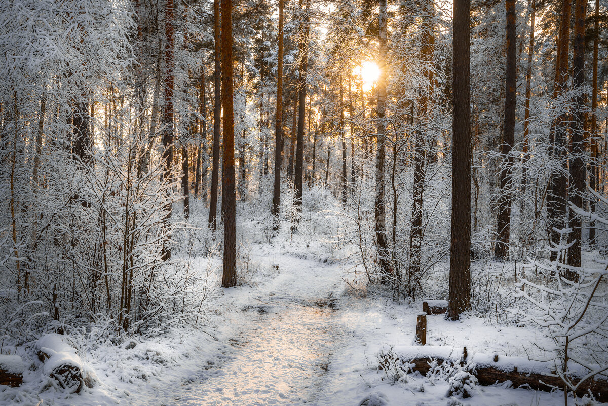 Солнце в лесу приглядывает - Валерий VRN Солнце в лесу приглядывает - Валерий VRN