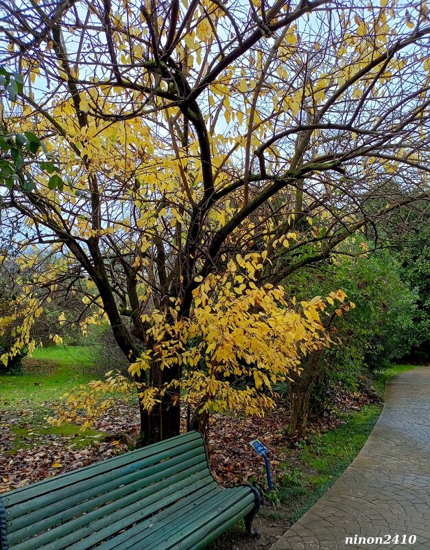 Адлер. Дендропарк "Южные культуры" - Нина Бутко