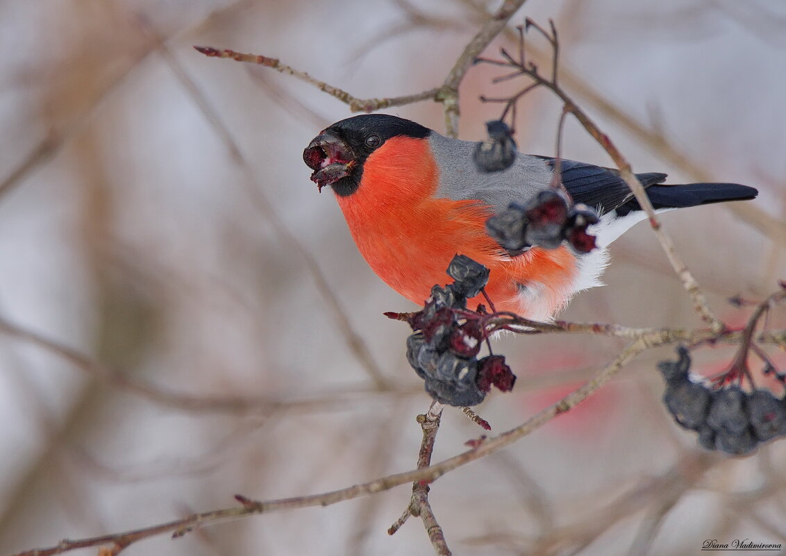 СНЕГИРЬ. - DianaVladimirovna СНЕГИРЬ. - DianaVladimirovna