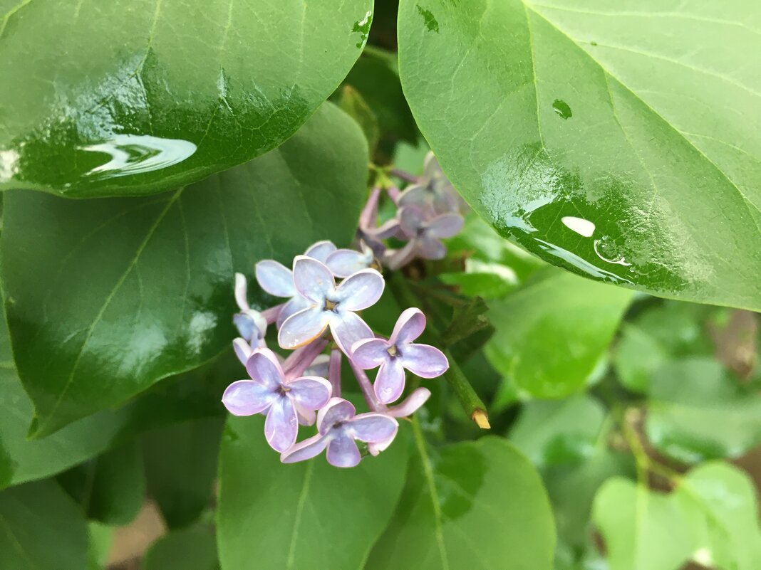 ** *в е с н а *** - Olga Oskolkova ** *в е с н а *** - Olga Oskolkova