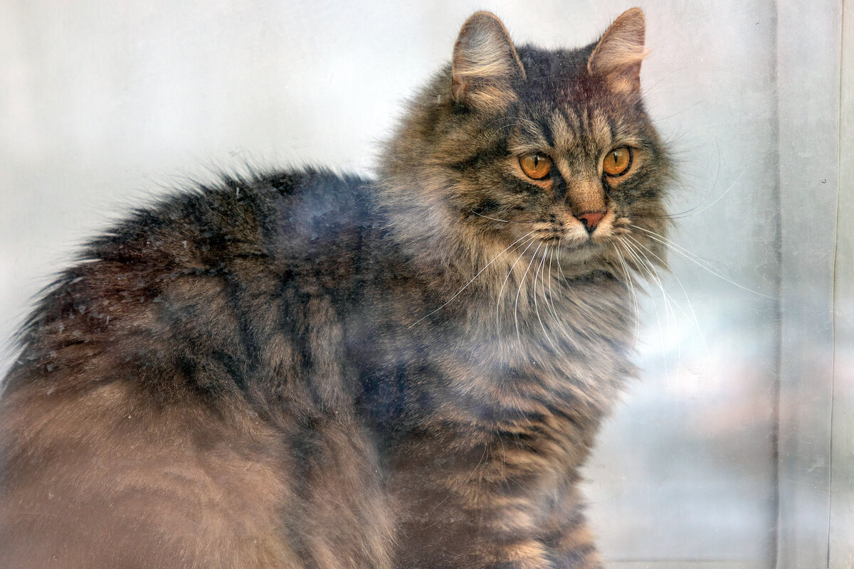 За стеклом. - Анатолий. Chesnavik. За стеклом. - Анатолий. Chesnavik.