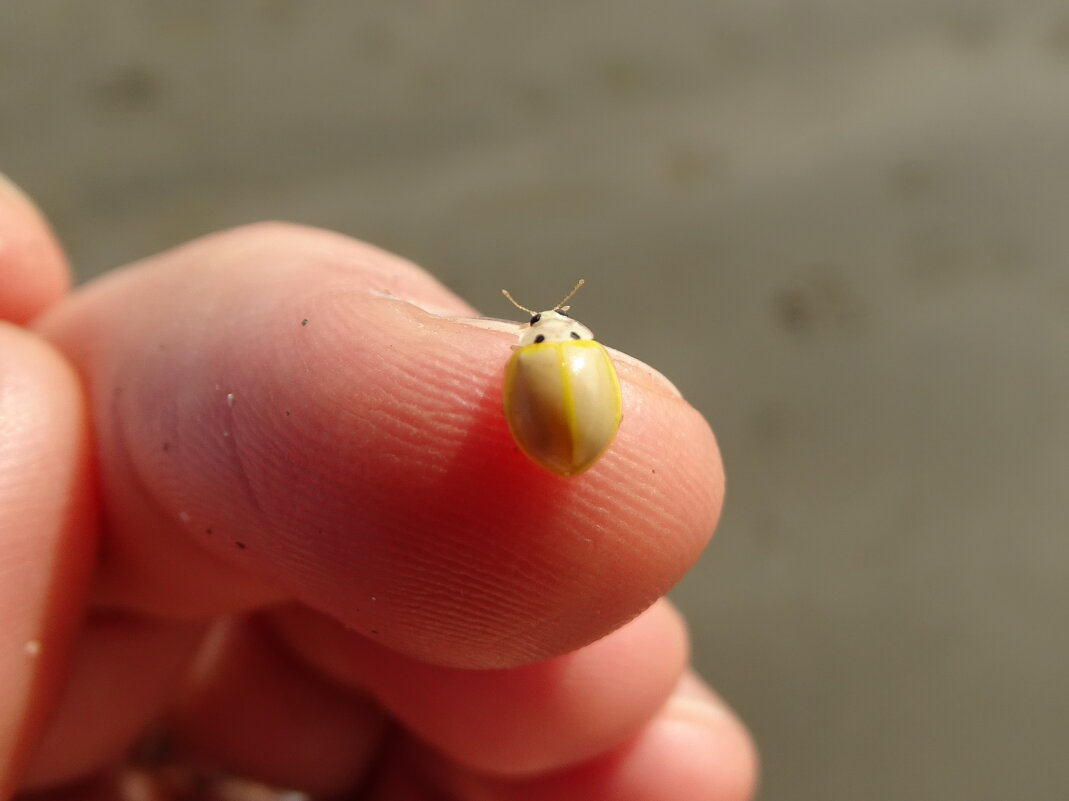 Раскрась сам - Павел Трунцев Раскрась сам - Павел Трунцев