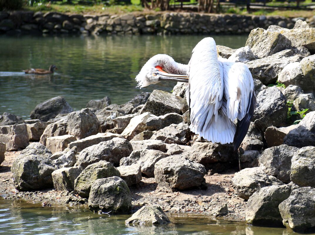 Птица занятая делом - Мишель71 