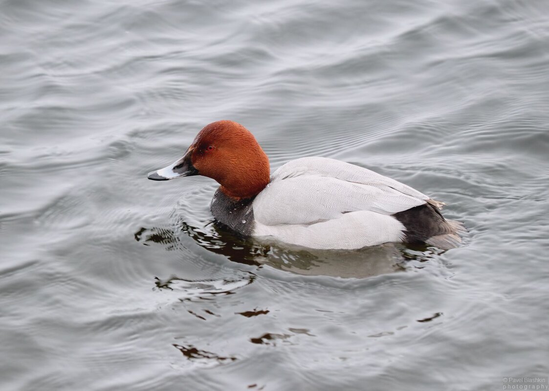 Красноголовый нырок - Pavel Blashkin Красноголовый нырок - Pavel Blashkin