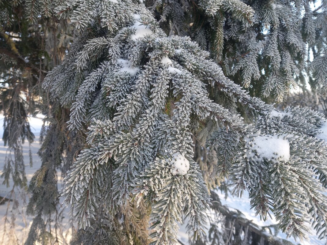 Иней - Сапсан 