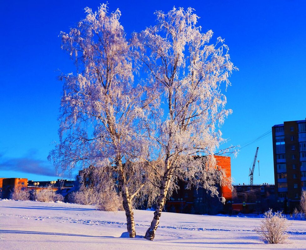 Январь...Березы в инее на церковном холме! - Владимир 