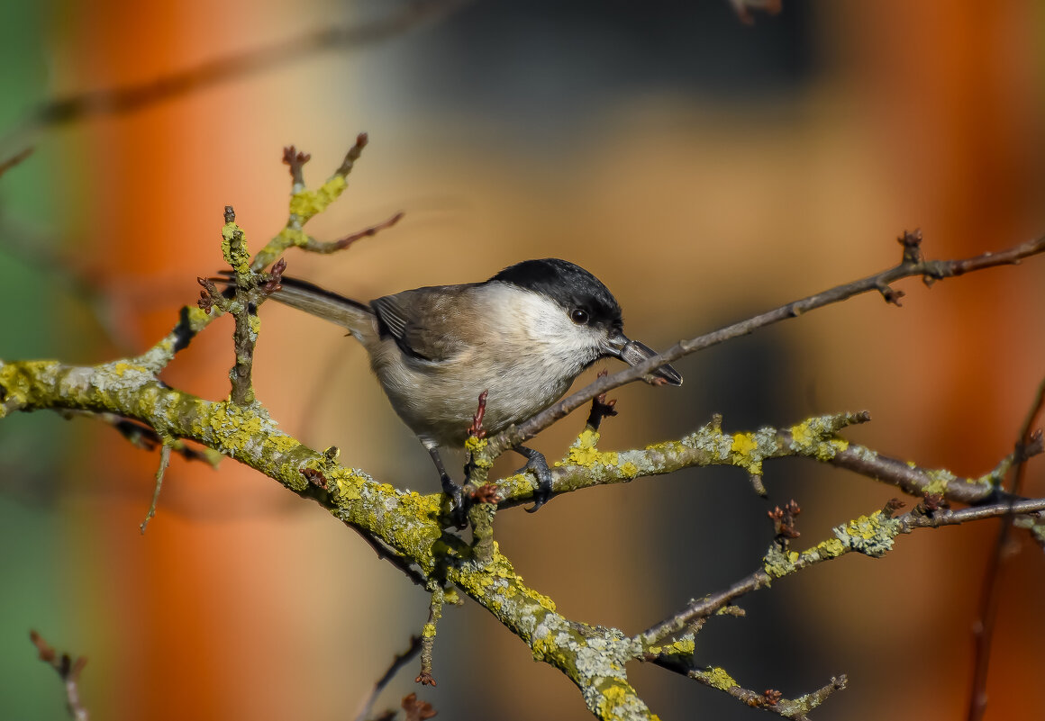 Пухляк. - Sergey (Apg) Пухляк. - Sergey (Apg)