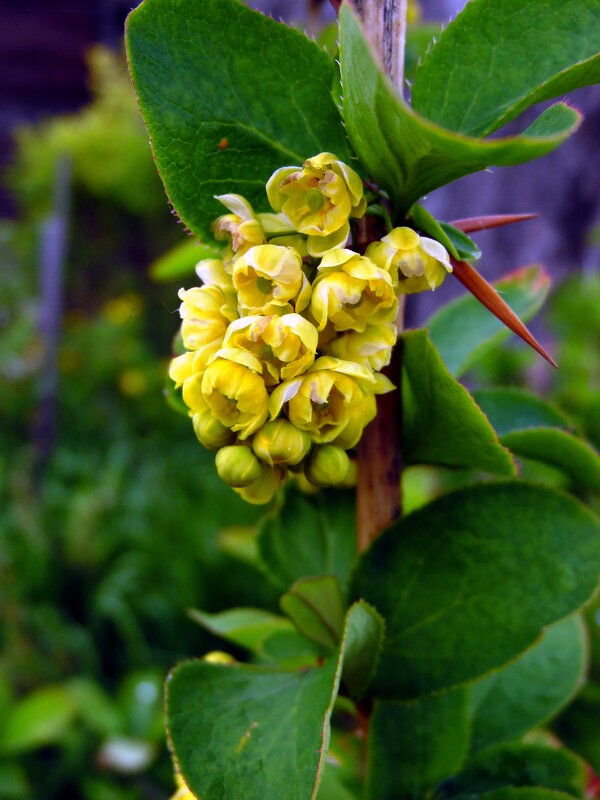 БАРБАРИС. - nadyasilyuk Вознюк