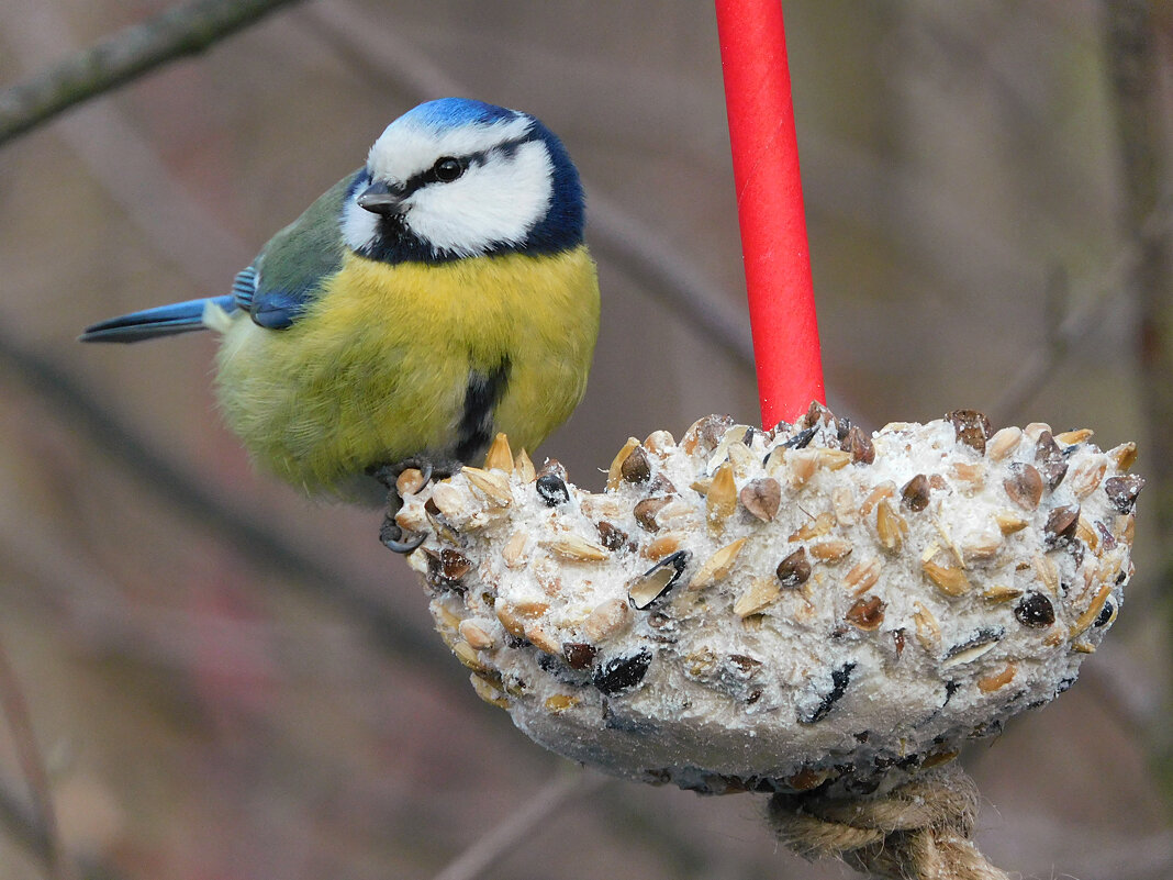 Лазоревка - Лина 