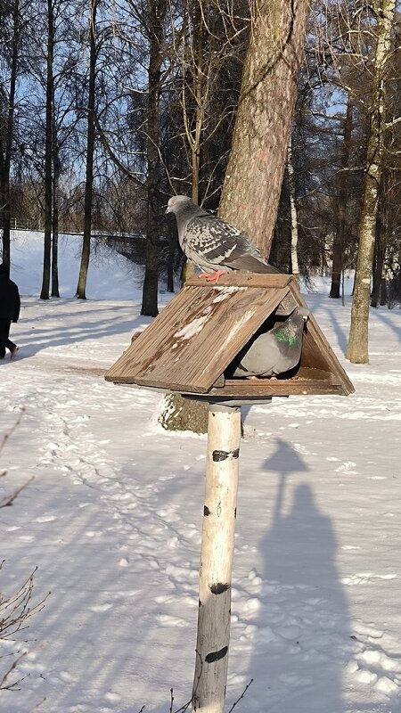Время обеда. - Ольга 