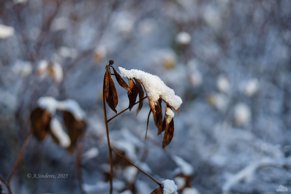 Осенняя ветка в снегу - Александр Синдерёв