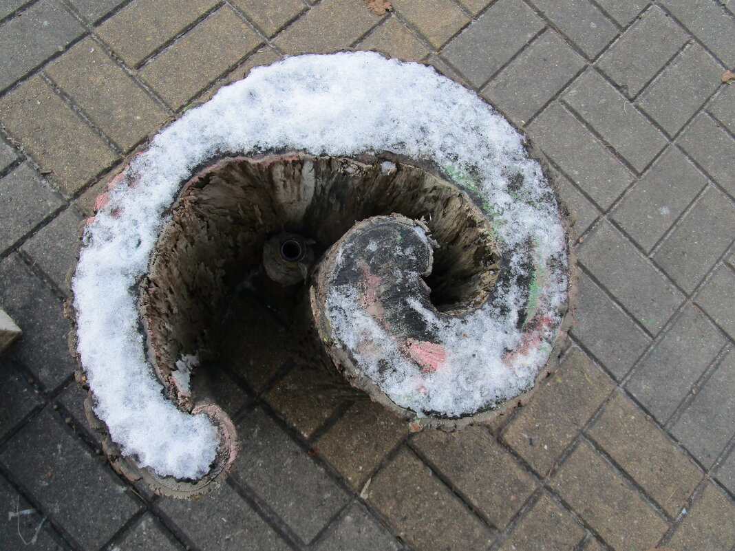 Воронежская завитушка - Елена Шаламова