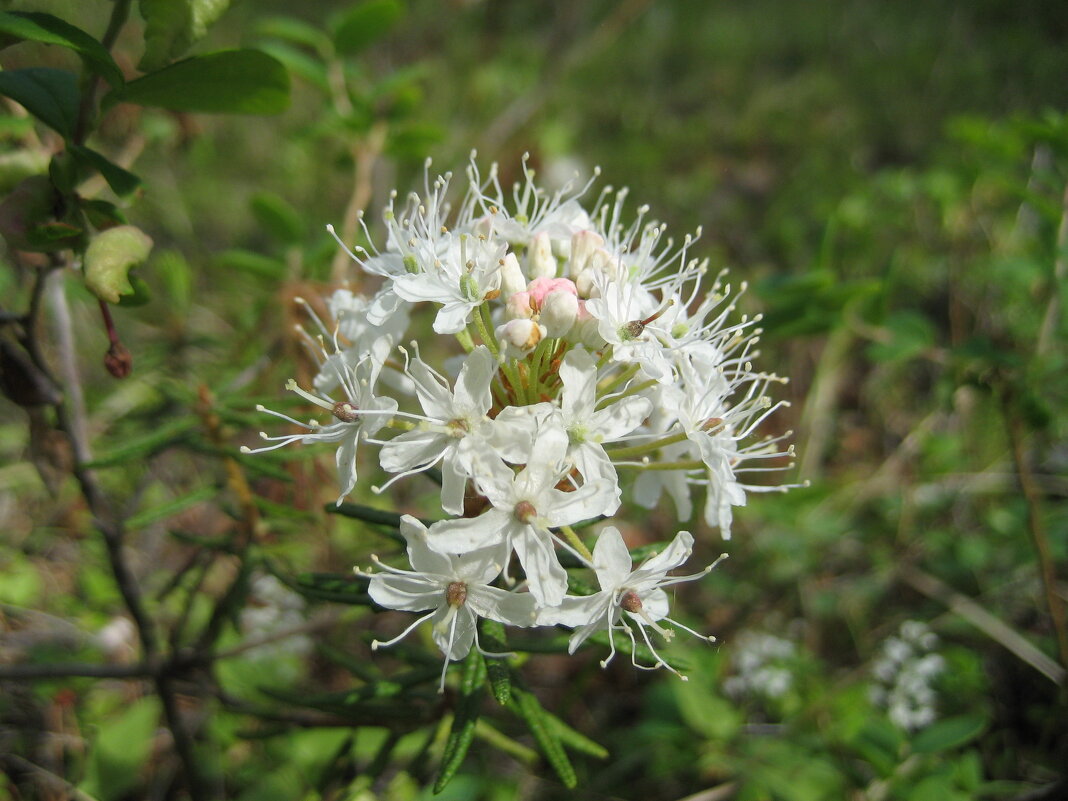 Багульник - Anna Ivanova Багульник - Anna Ivanova