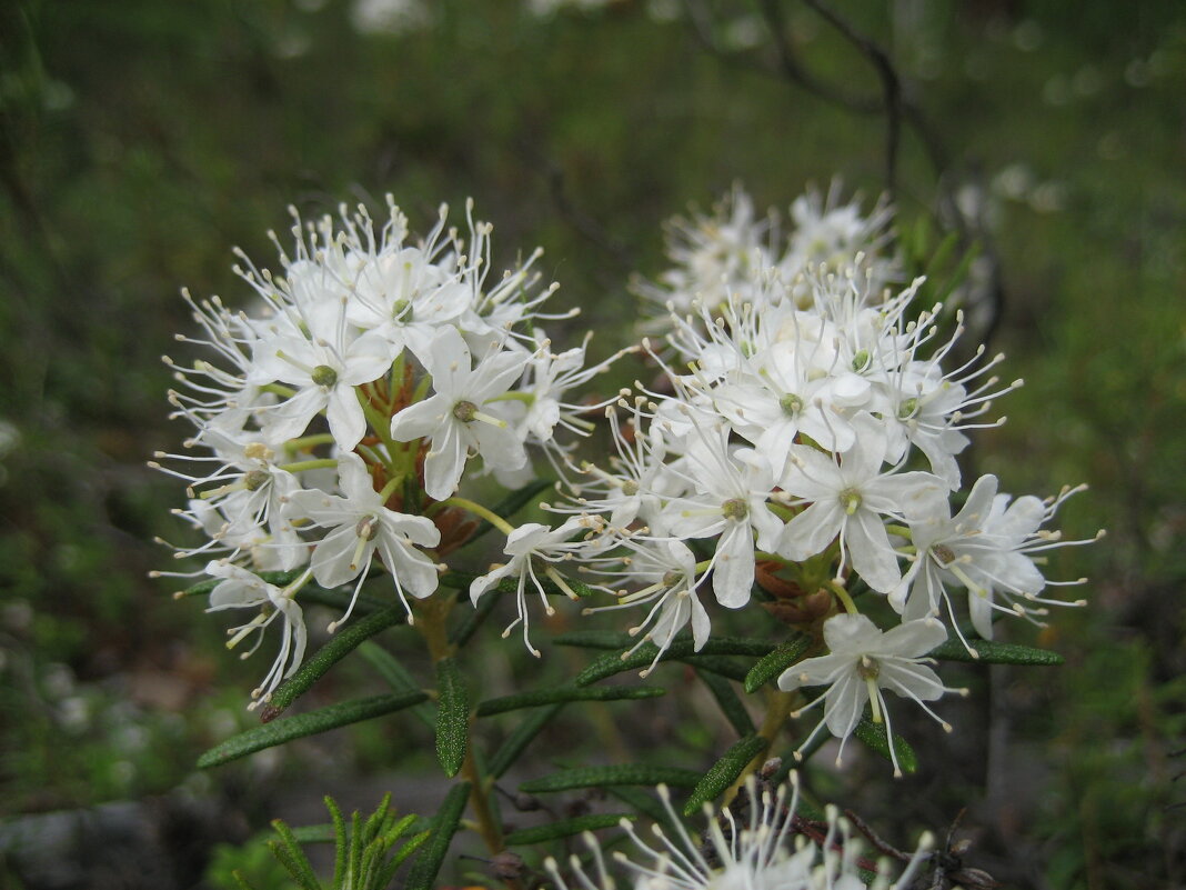 Багульник - Anna Ivanova Багульник - Anna Ivanova