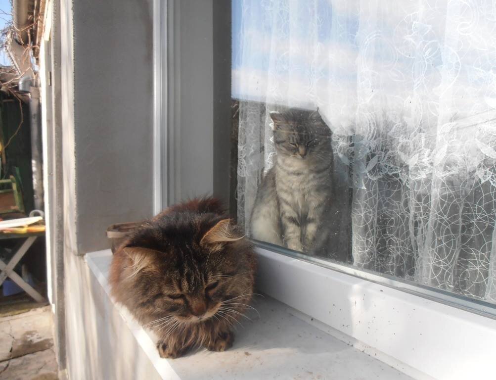 Мура ухаживает за Симкой - Наталья Мура ухаживает за Симкой - Наталья