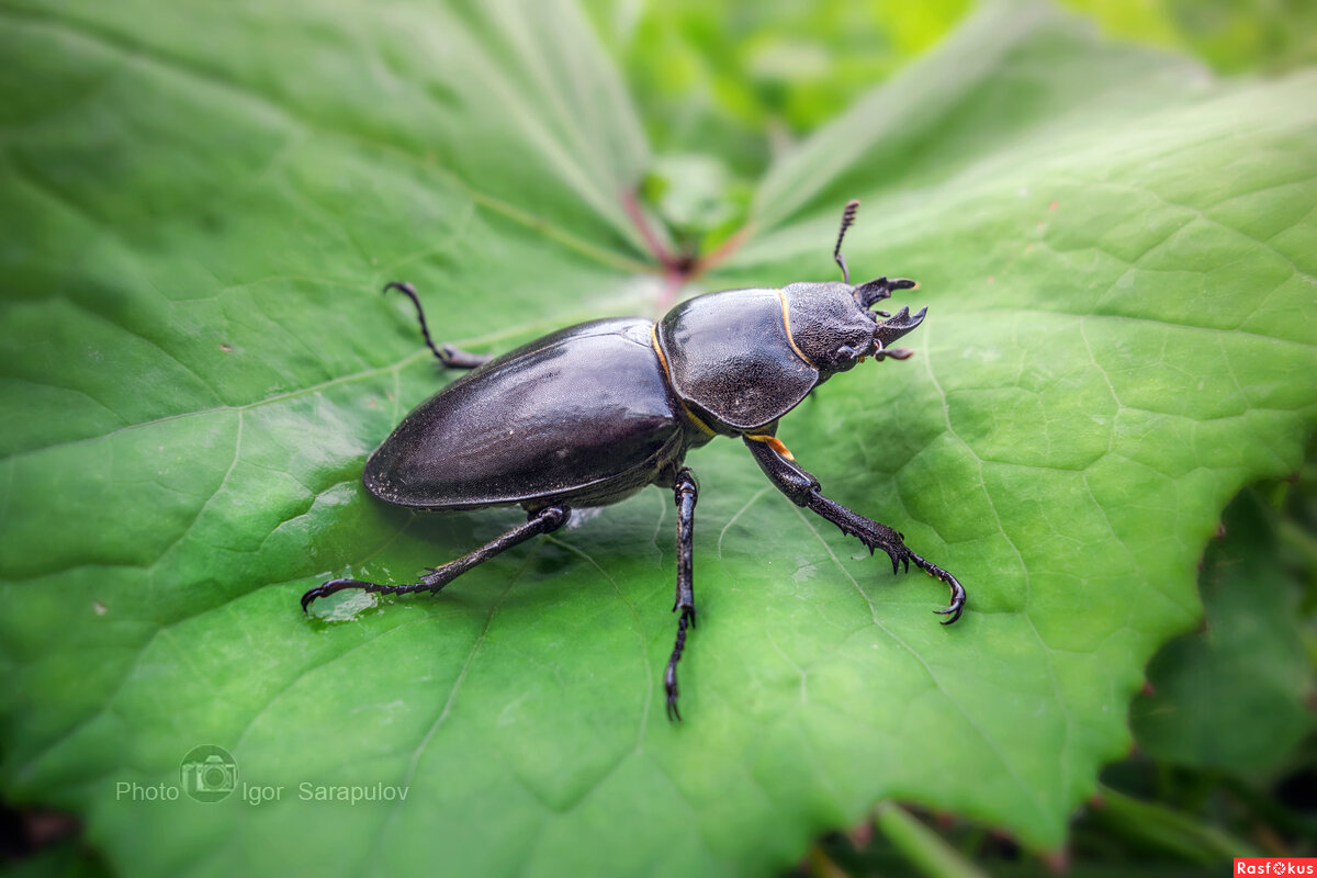 Самка жука-оленя - Игорь Сарапулов Самка жука-оленя - Игорь Сарапулов