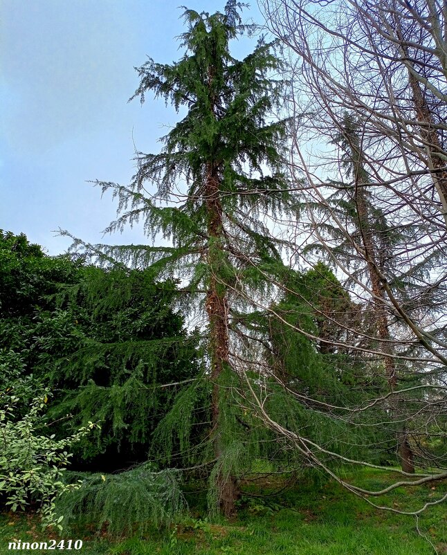 Адлер. Дендропарк "Южные культуры" - Нина Бутко Адлер. Дендропарк "Южные культуры" - Нина Бутко