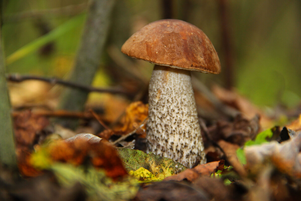 Подберёзовик - краснов юрий 