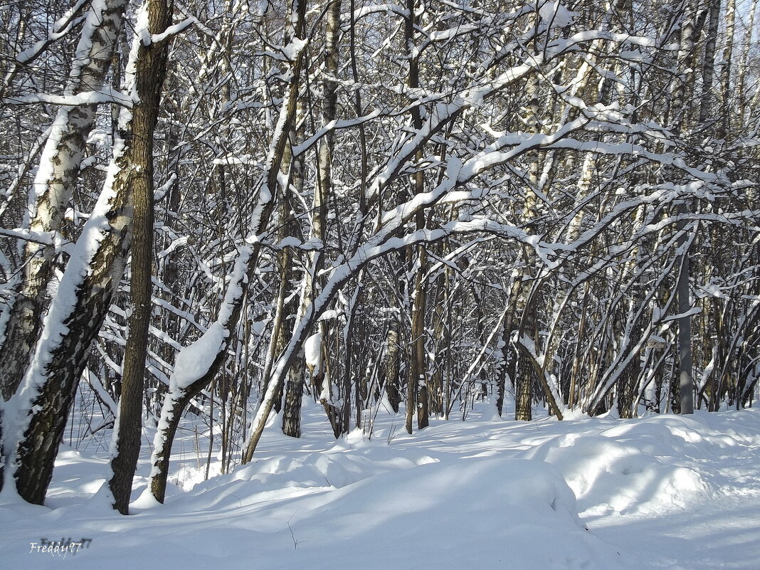 Февраль, хоть зима, но её он финал. - Freddy 97 Февраль, хоть зима, но её он финал. - Freddy 97