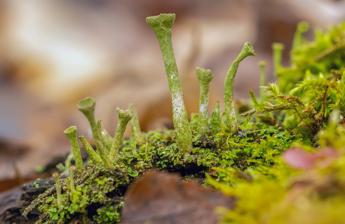 ещё хоботов немного)) - Виталий Емельянов ещё хоботов немного)) - Виталий Емельянов