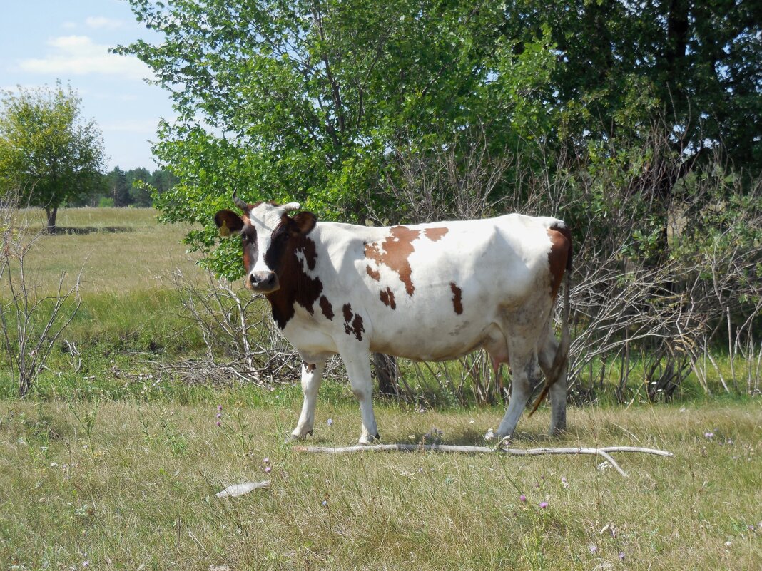 Буренушка - Надежда Буренушка - Надежда