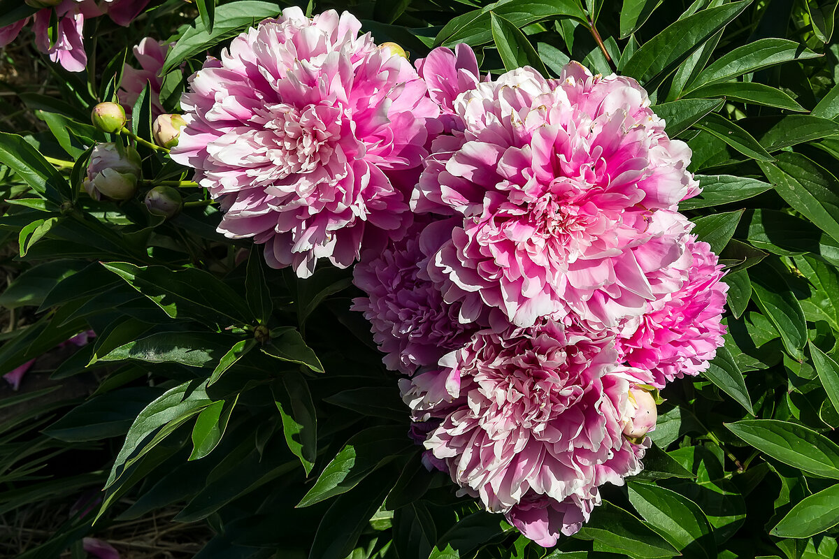 Цветы - Вячеслав Макшанов