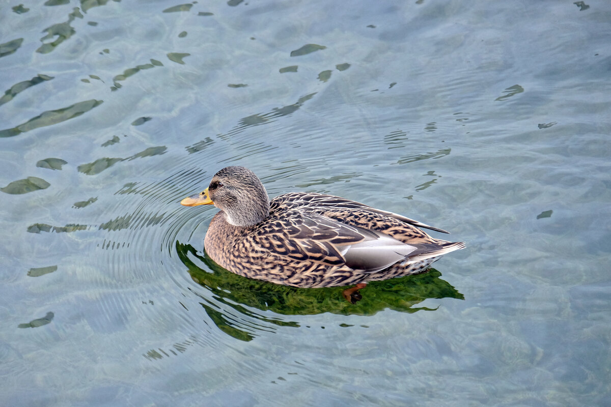 Утка - Валерий Судачок