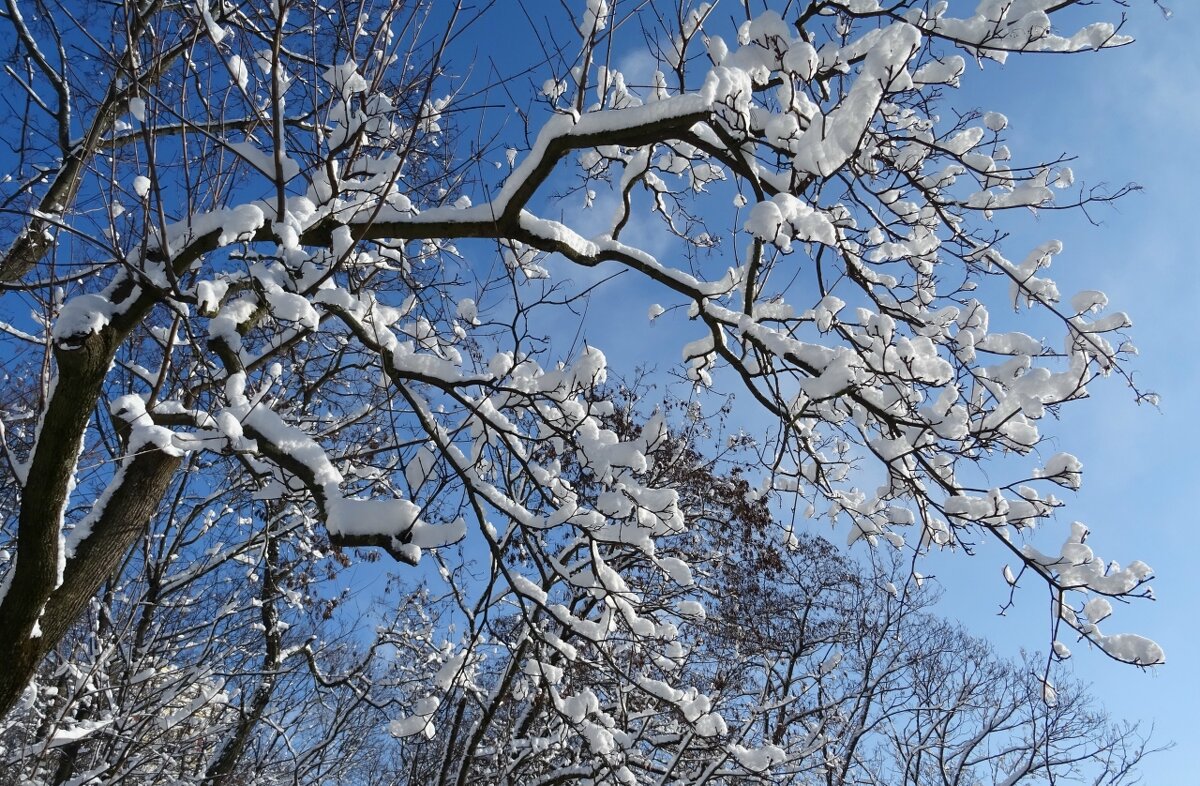 Зимний день - PRP 