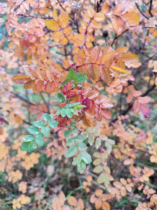Краски осени - Павел 