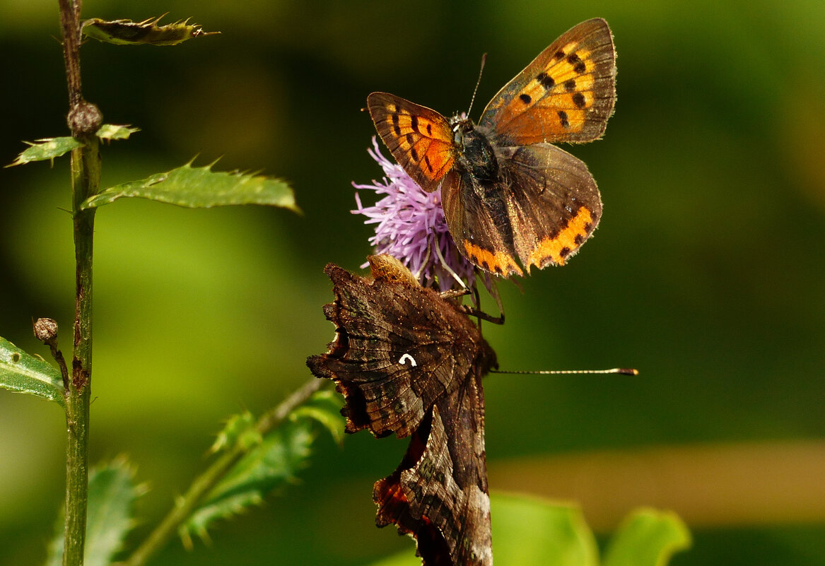 опять про бабочек 324 - Александр Прокудин опять про бабочек 324 - Александр Прокудин