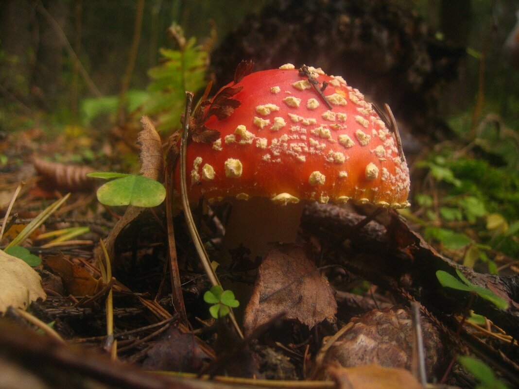 мухомор красный - Александр Кольцов мухомор красный - Александр Кольцов