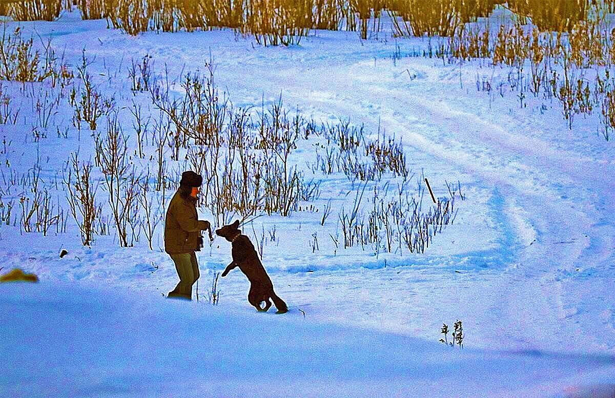 Январь...Игры с любимой овчаркой! - Владимир 